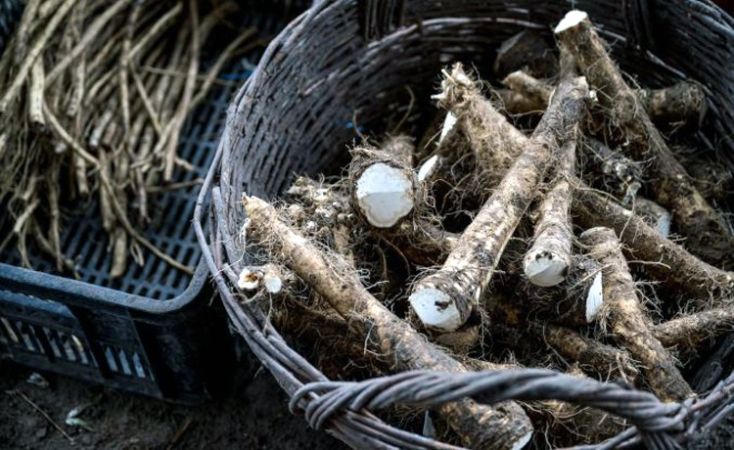 Nemcsak a magyarok asztalára kerül hazai torma a húsvéti ünnepek alatt