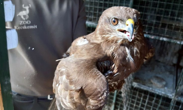 Sérült egerészölyvet találtak a szabadidőközpontban