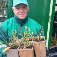 Több mint ezer rózsatövet ültettek el Kecskeméten