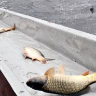 Haltelepítés volt a Benkóban