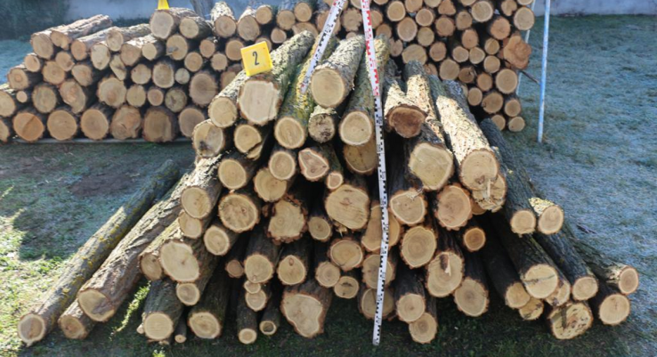 Pirkadatkor kivágta, reggelre tűzifának eladta az erdőt