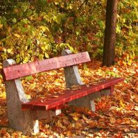 Decemberi zöldhulladék-szállítást kezdeményezett Kecskemét önkormányzata