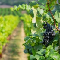 Karizmatikus és fenséges – ez a pinot noir