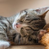 Állatgondozót keresnek állatmenhelyre