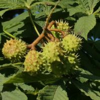 Kezdődik a vadgesztenyefák permetezése Kecskeméten