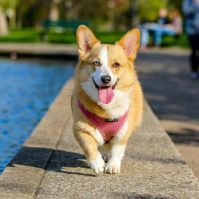 Vágyunk egy kutyára? - Ezeket a kellékeket szerezzük be!