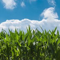 AM: előzetes becslések szerint elég lesz a kukorica a hazai igényekre