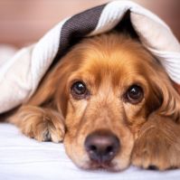 Már lehet pályázni az idei Állatvédelmi Ösztöndíjra