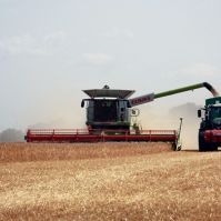 Befejeződött a nyári aratás, kedvezőek a hozamok