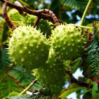 Vadgesztenyefák permetezése Kecskeméten