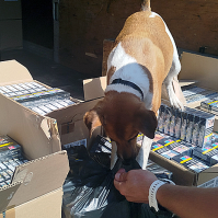 Roxi kiszagolta a bolgár zárjegyes cigarettát a hetényegyházi pihenőben