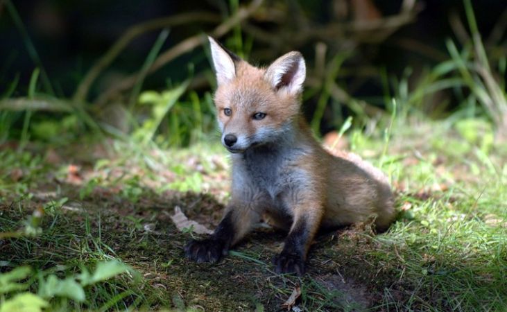 Március 30-tól indul a tavaszi rókavakcinázás