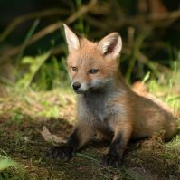 Nébih: október 5-től indul a rókavakcinázás az ország keleti és déli vármegyéiben