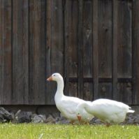 Újra elrendelte az országos főállatorvos a baromfik kötelező zártan tartását