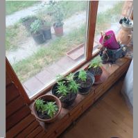 Cannabist termesztett otthonában egy férfi