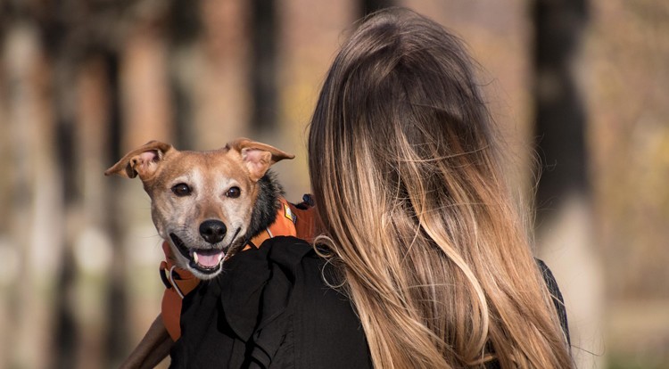 Az állattartóknak kiemelt felelősségük van a hőségriadó idején Az állattartóknak kiemelt felelősségük van a hőségriadó idején