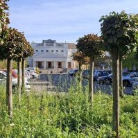Őszi helyzetkép a Rodostó téren: virágzik a vadvirágos rét és a gömbkőrisek is szépen fejlődnek