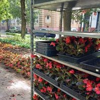 Megkezdődött az egynyári virágok ültetése Kecskeméten