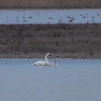 Megkezdődik a Csaj-tó ökológiai állapotának javítása