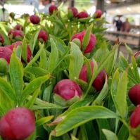 Pünkösdi nyitvatartás a kecskeméti piacokon