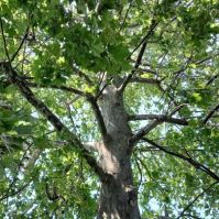 Platán- és vegyesfák permetezése Kecskeméten