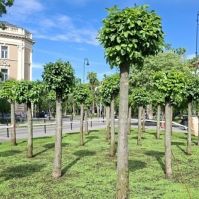 Beindult az élet a Rodostó téren