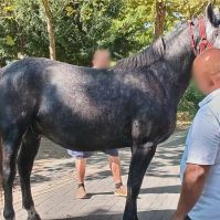 Elszabadult lovak sodorták el a gyalogosokat Kiskunfélegyházán