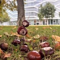 Gyűjts te is gesztenyét a CAMPUSON!