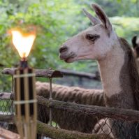 Nyári este a Kecskeméti Vadaskertben