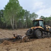 A fákkal visszahódított Alföld – A homokhátsági erdők különös származástörténete