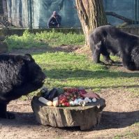 Medveles a Kecskeméti Vadaskertben