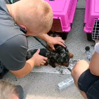 Fájdalmas vonyítás a forróságból – Így mentettek kutyákat a pénzügyőrök