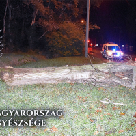 Elkorhadt jegenyefa dőlt az autós elé