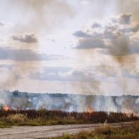Hét hektáron égett a száraz fű Kecskemétnél