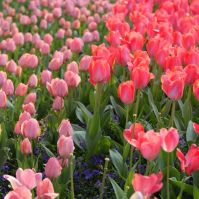 Kellemes tavaszi idő várható ezen a héten