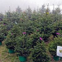 Karácsonyi fenyővásár a Szabadidőközpontban