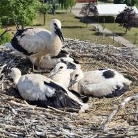 297 gólyafiókát gyűrűztek meg a Kiskunsági Nemzeti Park Igazgatóság működési területén
