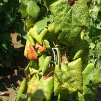 Már Kecskeméten és térségében is megjelent az aranyszínű sárgaságot okozó phytoplasma a szőlőkben