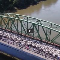 Gulyahajtást és traktoros bemutatót rendeznek Tiszaugon