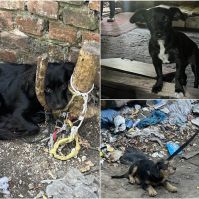 Rendőri segítséggel kerültek biztonságba a bajba jutott tappancsok