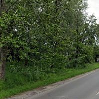 Fakitermelés Kecskeméten az Izsáki úti véderdőben