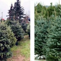 Fenyőfa vásár a Ceglédi úton