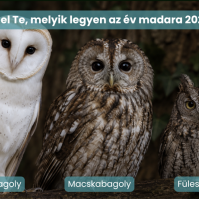 Július végéig lehet szavazni a 2027-es év madarára