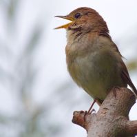 Fülemülék éjszakája a Kecskeméti Arborétumban