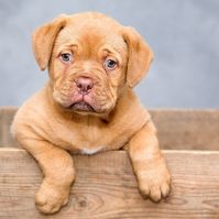 Felhívás:  Kecskemét megyei jogú város  közigazgatási területén tartandó ebösszeírásról