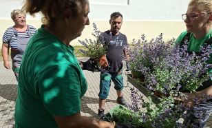 Több mint 12 ezer évelő növény kerül Kecskemét közterületeire