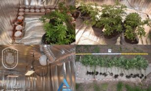 Titkos helyiségben működött a napelemmel üzemeltetett cannabisültetvény