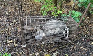 Borzot mentettek a KEFAG Zrt. munkatársai – Összefogással szabadult ki a mély aknából az állat