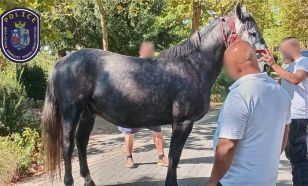 Elszabadult lovak sodorták el a gyalogosokat Kiskunfélegyházán