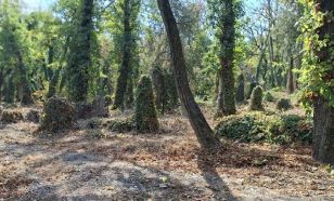 Borostyánmentesítési akciót szerveznek a kecskeméti Szentháromság temetőben
